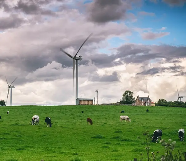 Cows in a field
