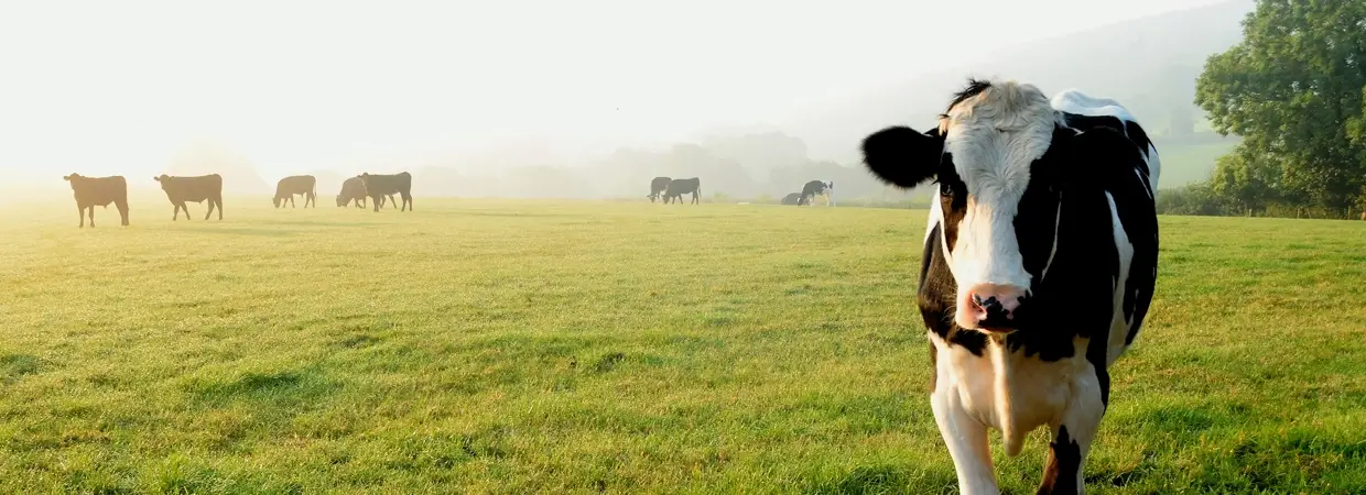 A Cow In A Field