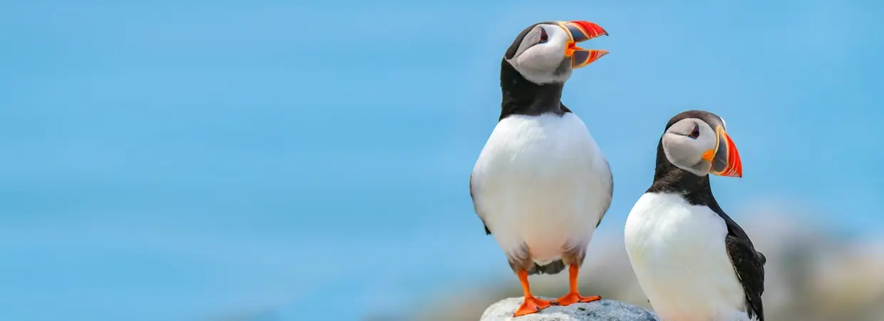 100Green Puffins