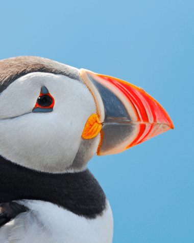 A Puffin